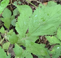 Geum virginianum