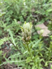 Castilleja septentrionalis