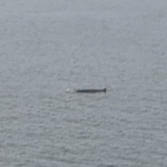 Balaenoptera acutorostrata