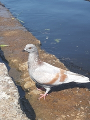 Columba livia domestica