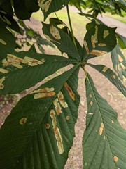 Cameraria ohridella