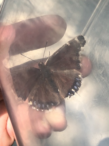 Mourning Cloak