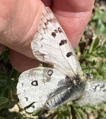 Parnassius behrii