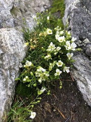 Mononeuria groenlandica