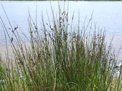 Juncus balticus littoralis