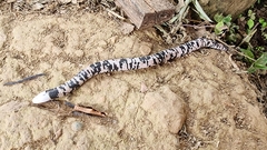 Amphisbaena fuliginosa