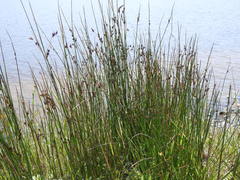 Juncus balticus littoralis