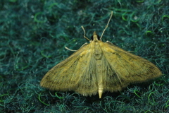 Paratalanta pandalis