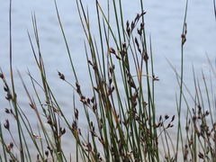 Juncus balticus littoralis