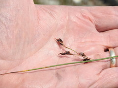 Juncus balticus littoralis