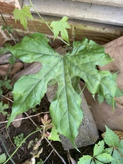 Vitis palmata