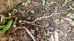 Amphisbaena fuliginosa