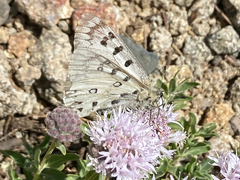 Parnassius behrii