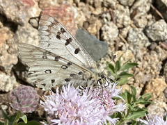 Parnassius behrii