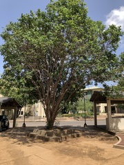 Astronium graveolens