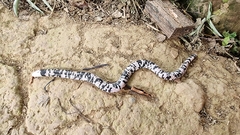 Amphisbaena fuliginosa