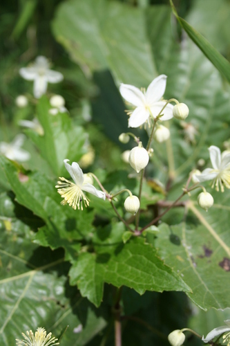 Clematis hirsuta
