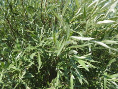 Salix pellita