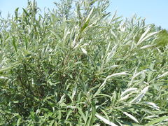 Salix pellita