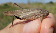 Platycleis intermedia