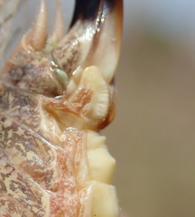 Platycleis intermedia