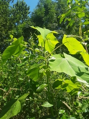 Paulownia tomentosa