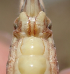 Platycleis intermedia