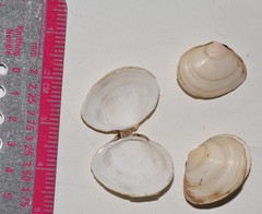Macoma balthica