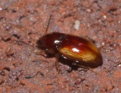 Elaphropus