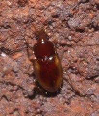 Elaphropus