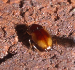 Elaphropus
