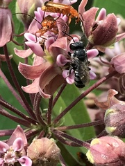 Megachile campanulae