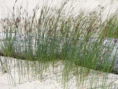 Juncus balticus littoralis