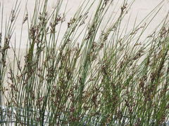 Juncus balticus littoralis