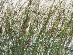 Juncus balticus littoralis