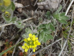 Draba aurea