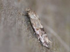Mompha stellella