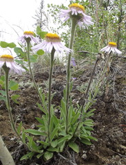 Aster alpinus vierhapperi