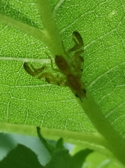 Strauzia longipennis