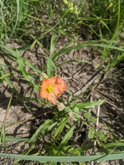 Sphaeralcea lindheimeri