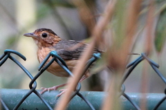 Pellorneum fuscocapillus