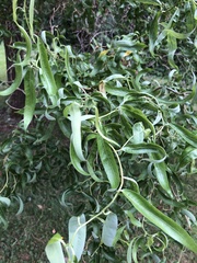 Salix babylonica tortuosa