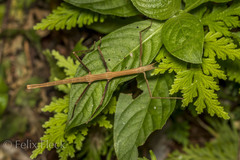 Pseudosermyle phalangiphora