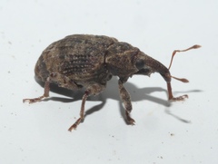 Conotrachelus seniculus