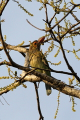 Psilopogon zeylanicus