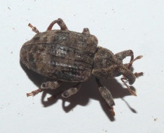Conotrachelus seniculus
