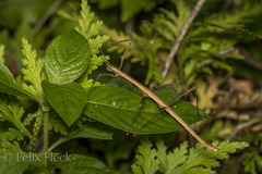 Pseudosermyle phalangiphora