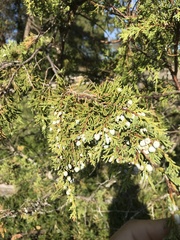 Juniperus maritima