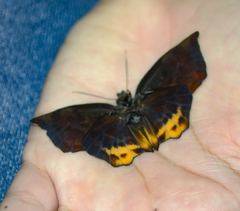 Achlyodes busirus heros