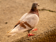 Columba livia domestica